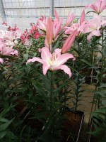 [5220 Okura TL VZ No02.JPG]